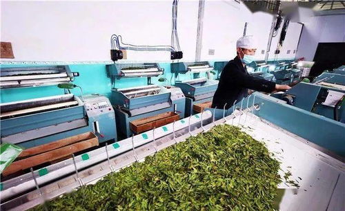 普安供電局 電亮古茶樹(shù)之鄉(xiāng)，服務(wù)黔茶第一春