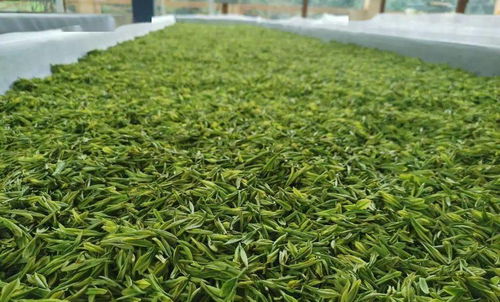 曲江茶谷白葉茶加工廠正式投入運(yùn)營(yíng)，開啟茶葉加工新篇章