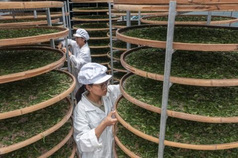 小罐茶 以科學革新中國茶產業，破局傳統加工三座大山